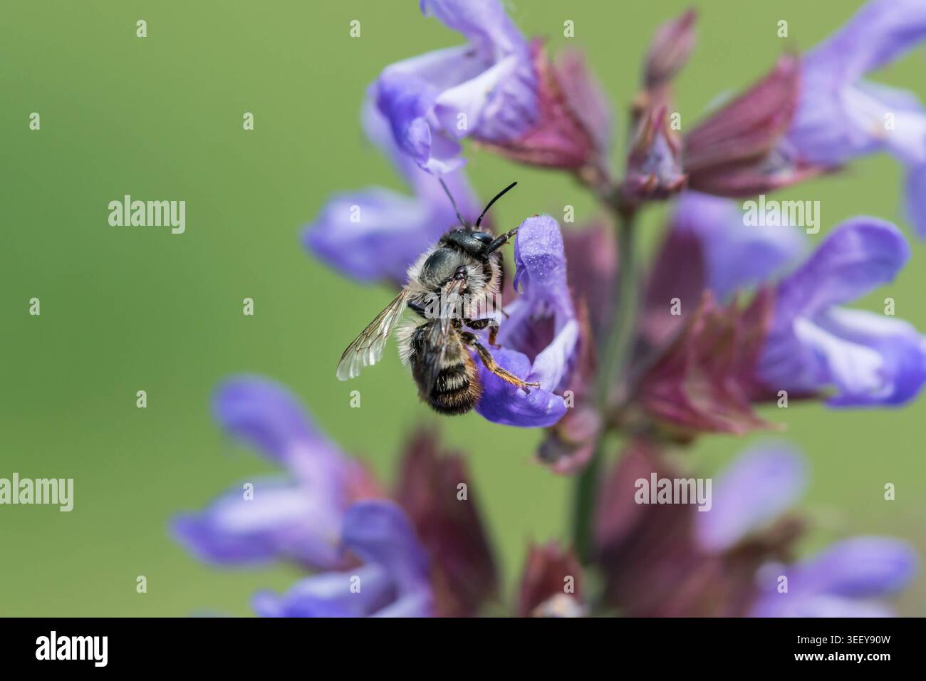 Abeille Mason Osmia perchée sur la fleur de sauge violette dans le jardin de printemps Une abeille mason rouge Osmia bicornis s'accroche à une fleur de sauge violette Salvia officinalis en A. Banque D'Images
