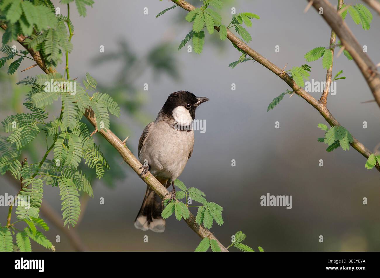 Un Bulbul à oreille blanche perché sur une branche d'arbre, photographié près d'Ahmedabad, Gujarat, Inde. Banque D'Images