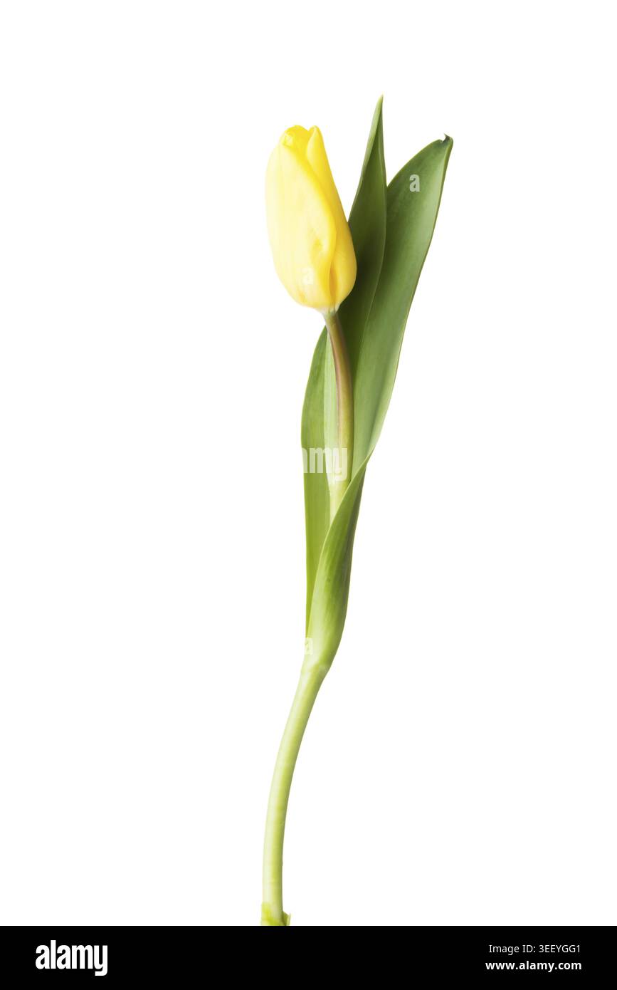 Une fleur de tulipe séparée. Isolé sur blanc Banque D'Images
