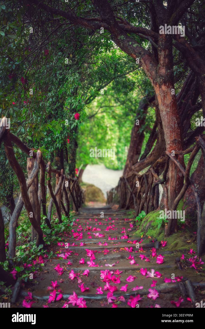 Sentier forestier de conte de fées avec pétales roses tombés et balustrade en bois rustique dans un jardin de Madère Banque D'Images