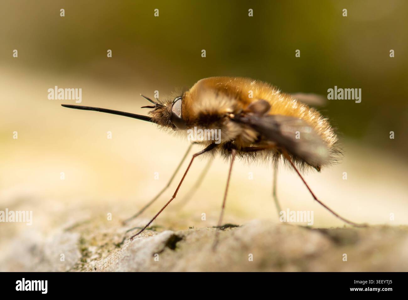 Grande mouche d'abeille Bombylius major planant avec de longs proboscis sur pierre mouche d'abeille à fourrure Bombylius major Bombyliidae avec de longs proboscis minces perchés sur un St Banque D'Images