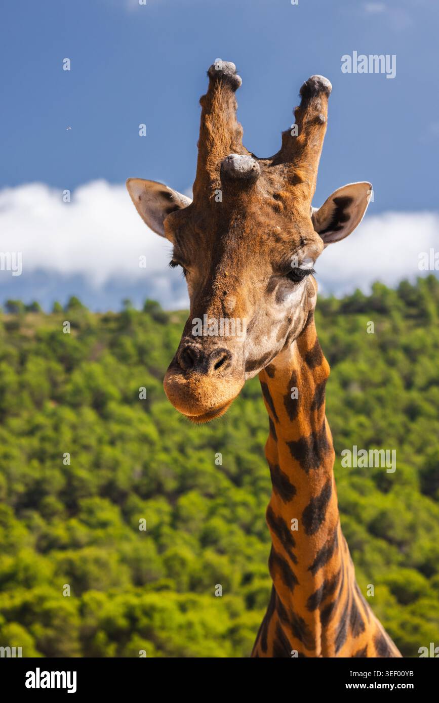 Portrait avant girafe avec ciel bleu et fond vert de forêt Banque D'Images