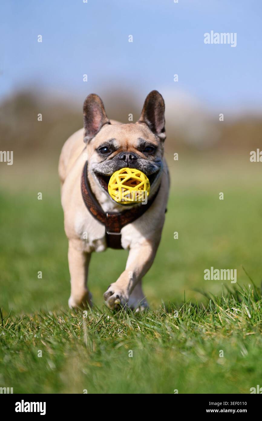 Chien bouledogue français jouant aller chercher avec une balle dans sa bouche à travers une prairie verte Banque D'Images