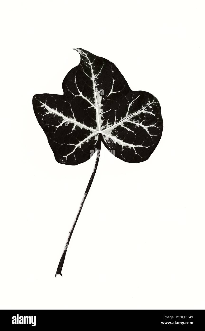 Image monochrome graphique d'une seule feuille et tige de Ivy Banque D'Images