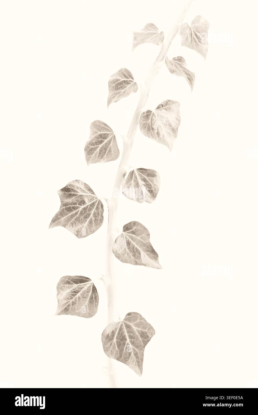 Image monochrome esquissée de la tige de onze feuilles de lierre Banque D'Images