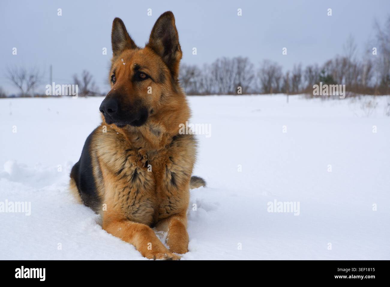 Berger allemand couché dans la neige contre le ciel. Chien exécute les commandes du propriétaire. Banque D'Images