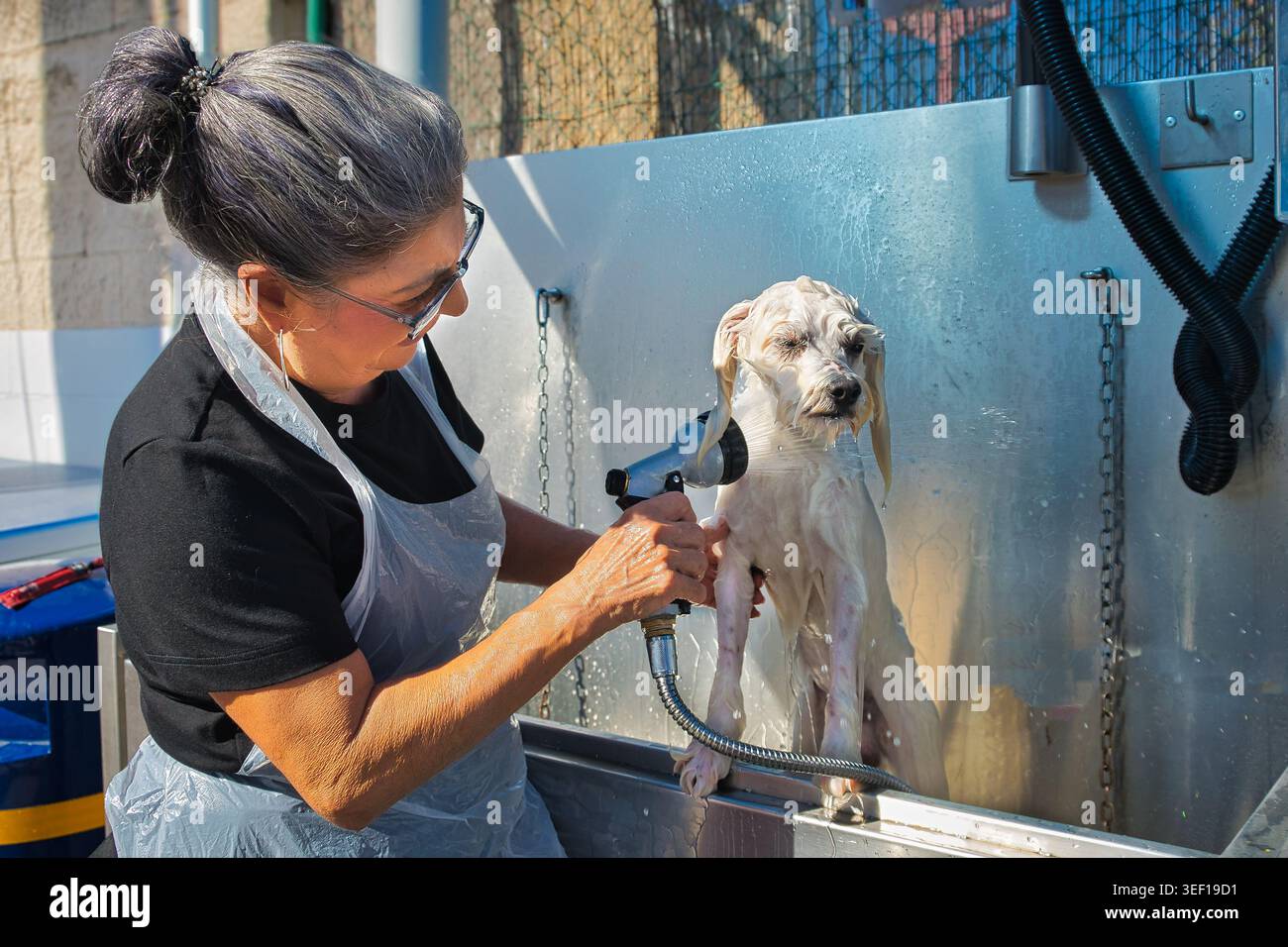 Femme rinçant un petit dogat maltais blanc dans une station de lavage en libre-service extérieure pour animaux de compagnie par une journée ensoleillée. Banque D'Images