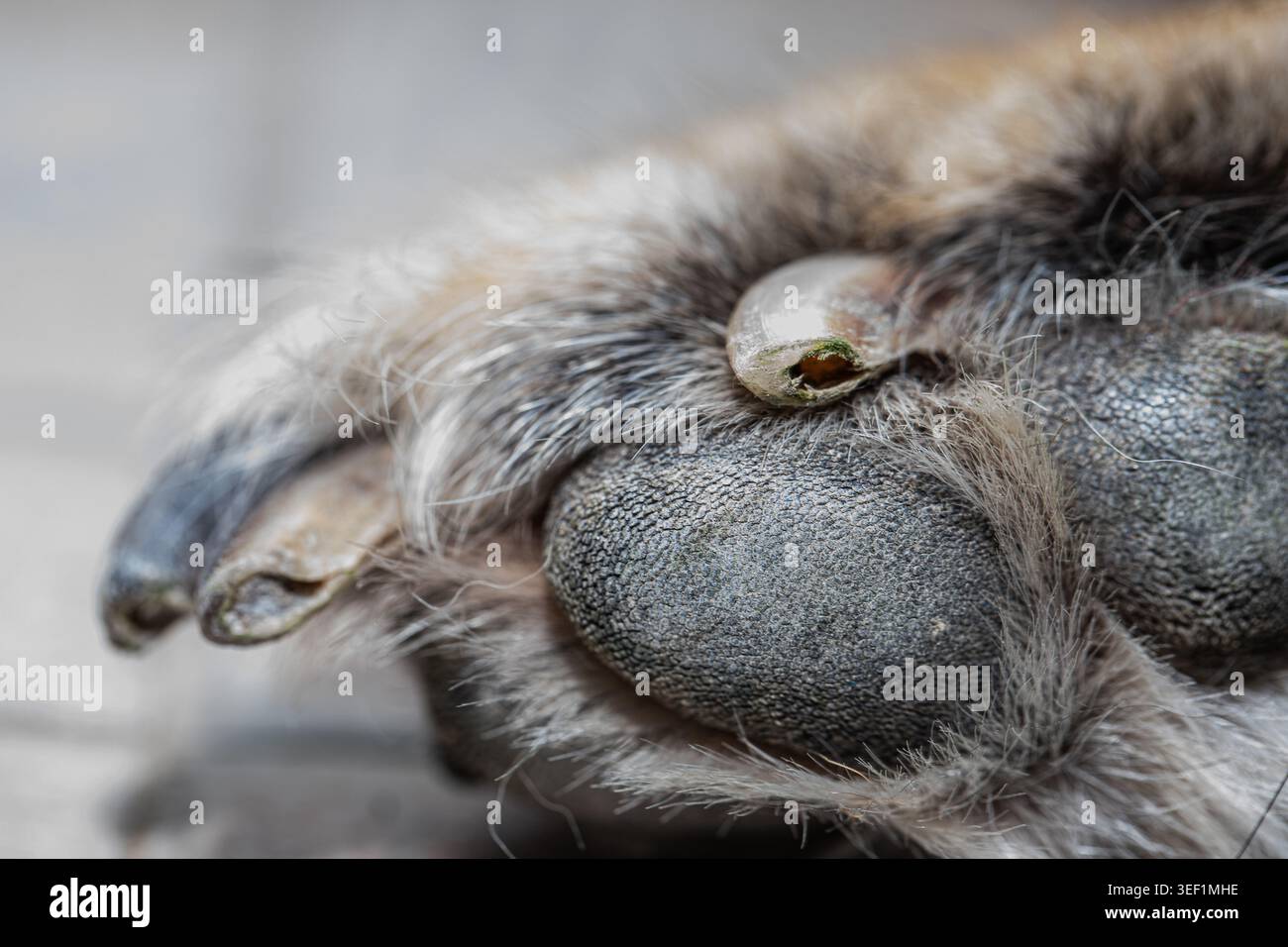 Patte de chien montrant de la fourrure, des ongles usés et des coussinets de patte détaillés à une distance rapprochée Banque D'Images