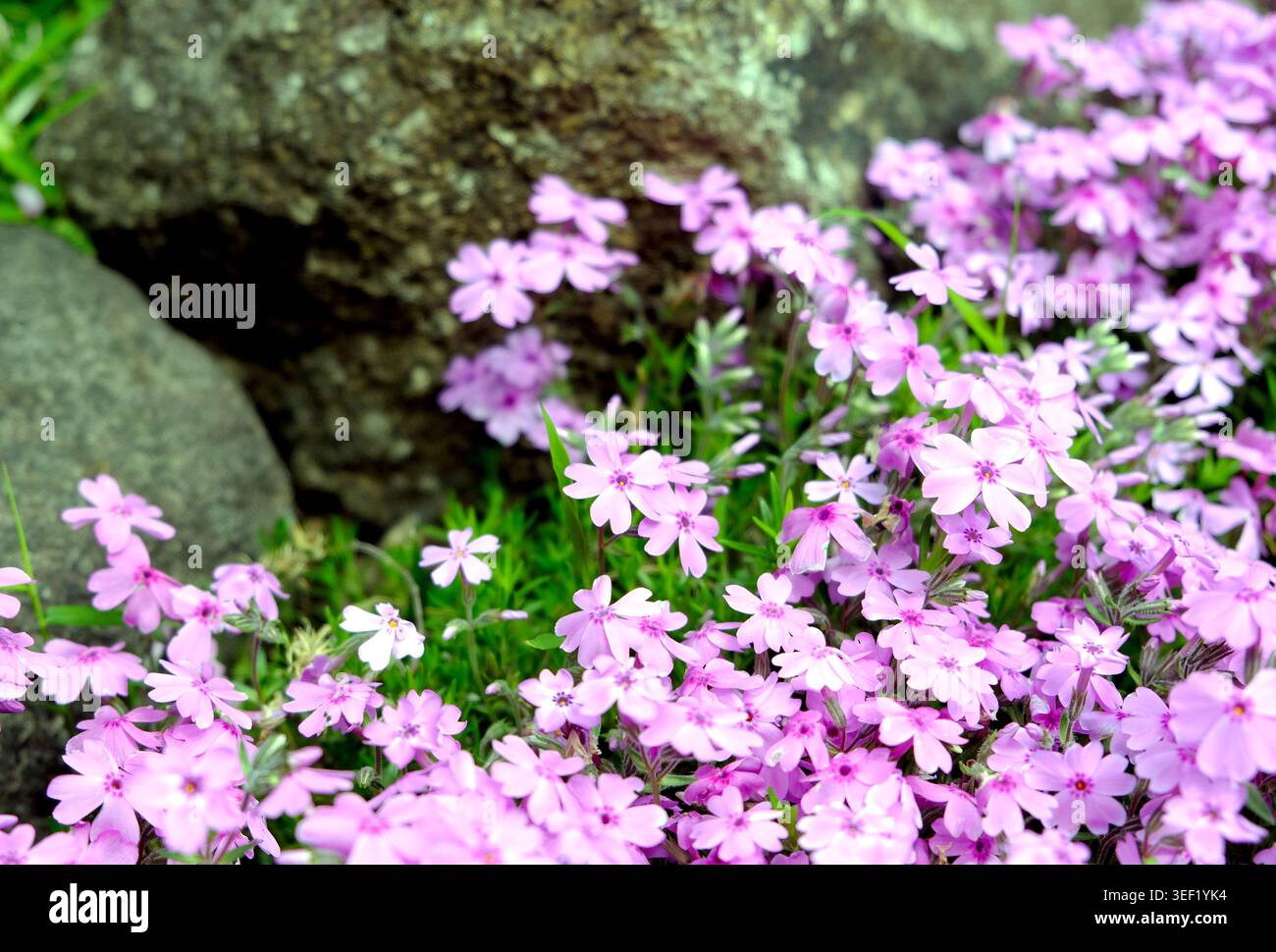 Fleurs de phlox rampantes roses, Phlox subulata, fleurissant dans un jardin de rocaille avec fond de pierre naturelle au printemps Banque D'Images
