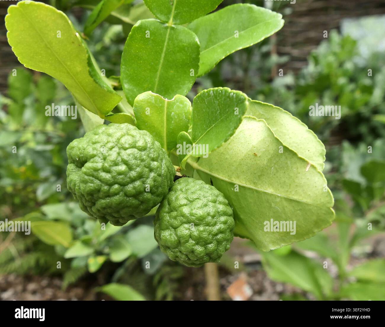 deux fruits de lime combava ou kaffir suspendus à une branche d'arbre avec des feuilles aromatiques vertes. Jardin tropical avec ingrédient culinaire et plante aromatique Banque D'Images