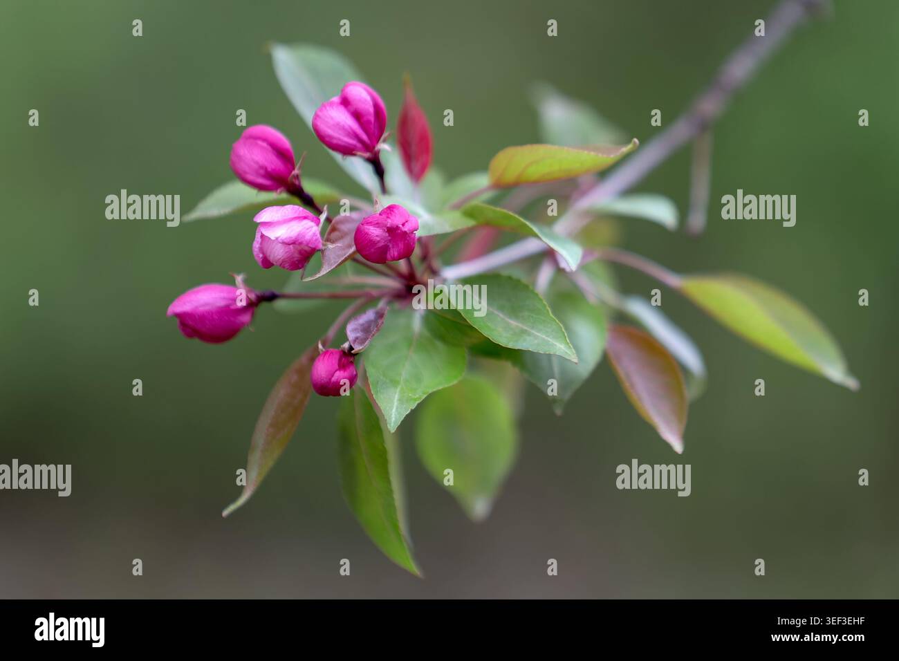 Beaux bourgeons de pommier rose et fleurs sur une branche s'ouvrant dans le jardin de printemps. Banque D'Images