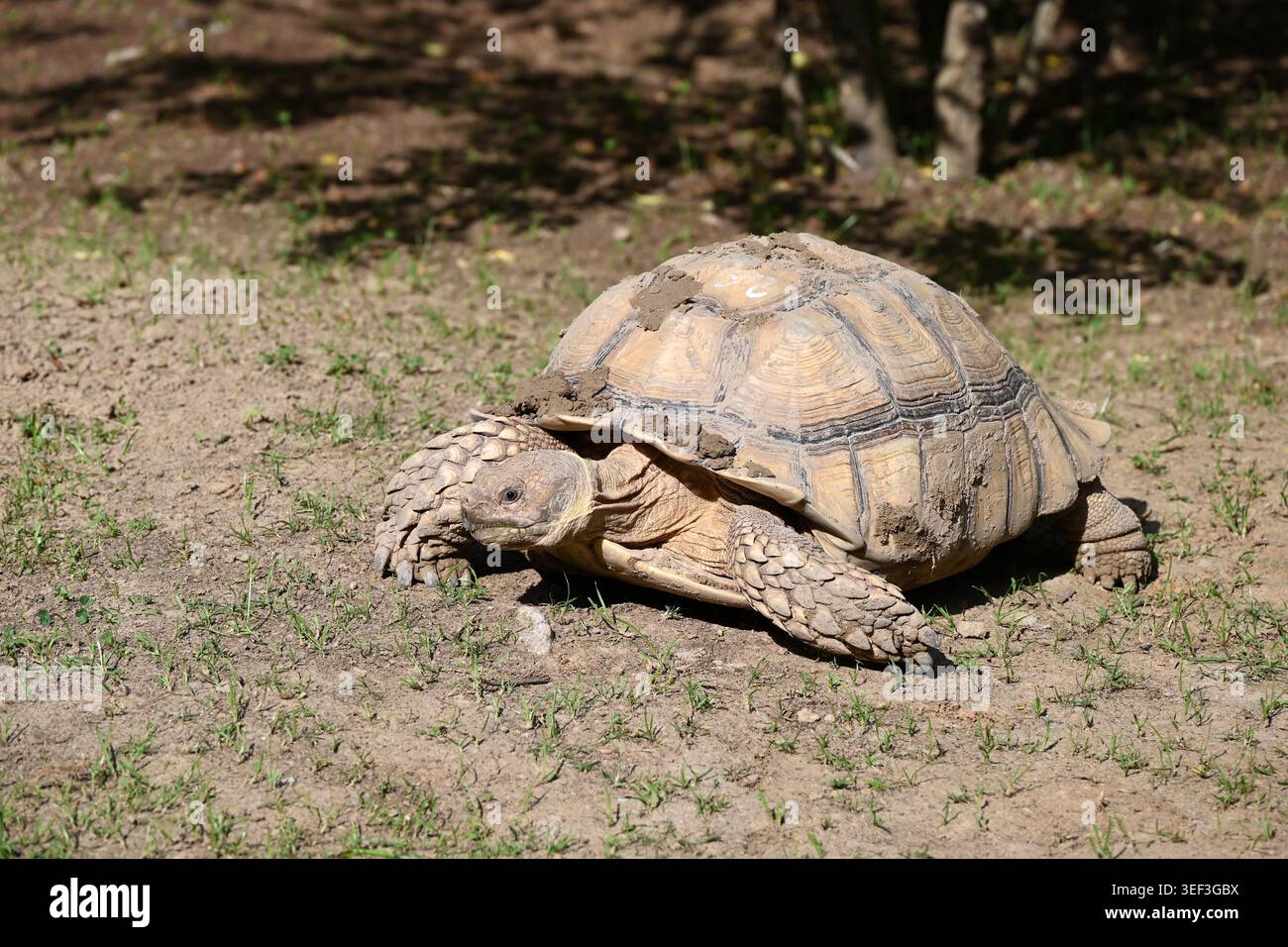 Une tortue africaine propulsée sur le sol en journée ensoleillée Banque D'Images