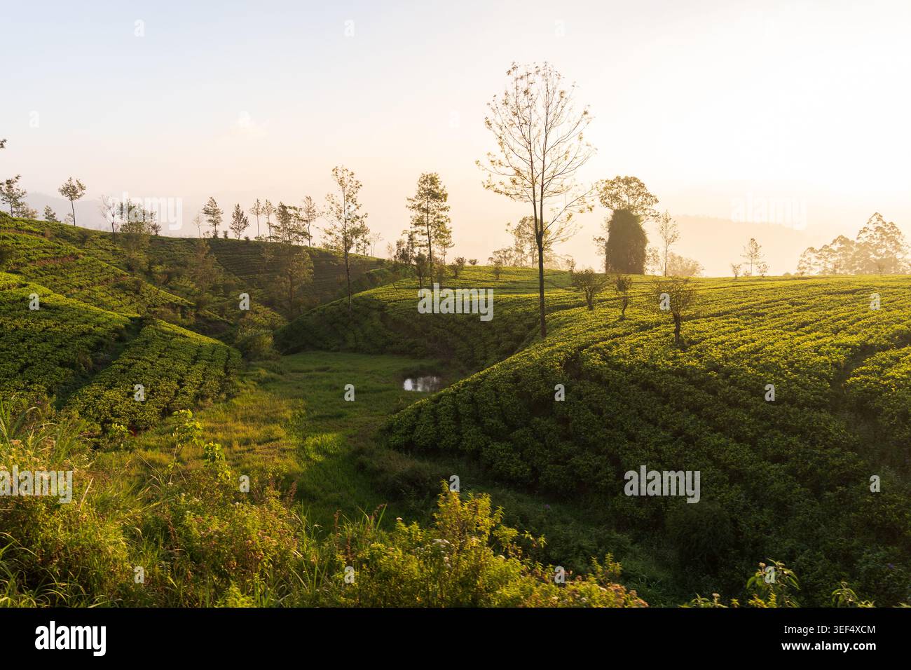 Vue panoramique sur les plantations de thé vert luxuriant sur les collines avec un grand arbre et un petit étang au lever du soleil dans le Hill Country, Sri Lanka Banque D'Images