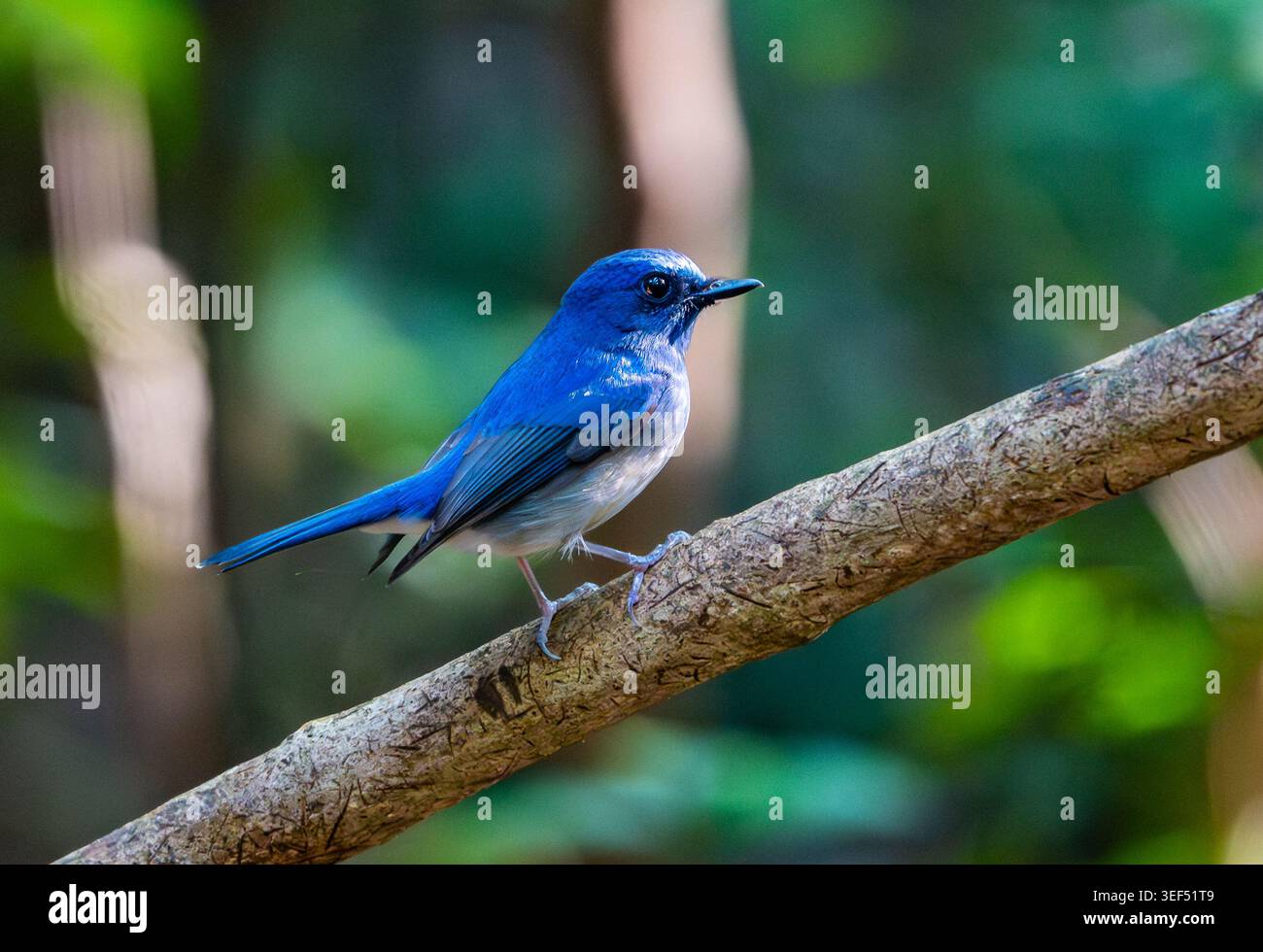 Un mâle Hainan Blue Flycatcher (Cyornis hainanus) perché sur une branche dans la forêt. Vietnam. Banque D'Images