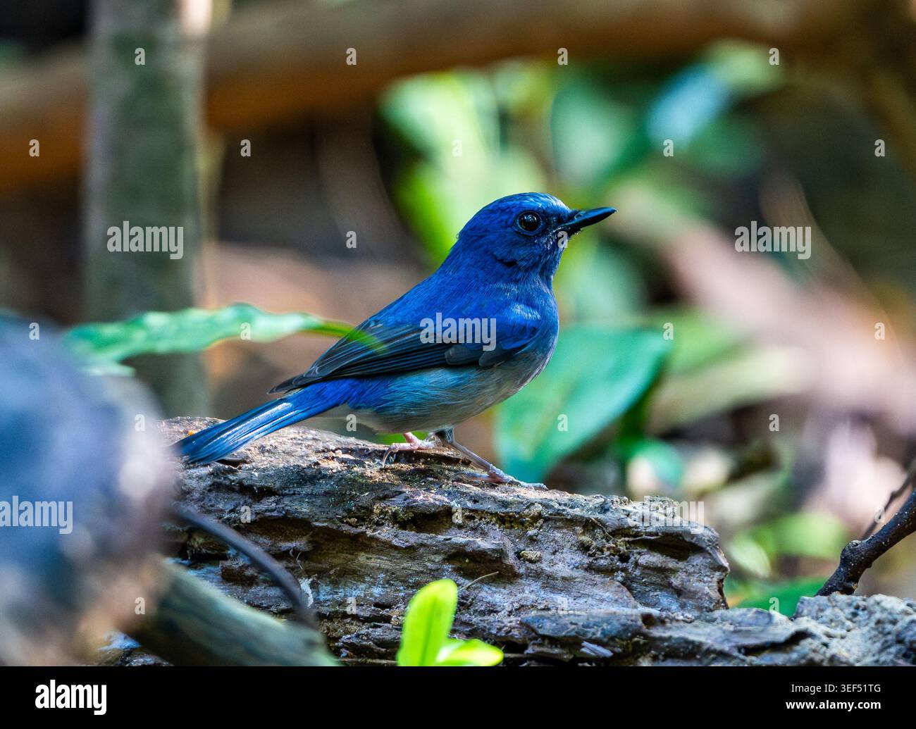 Un mâle Hainan Blue Flycatcher (Cyornis hainanus) cherchant dans la forêt. Vietnam. Banque D'Images