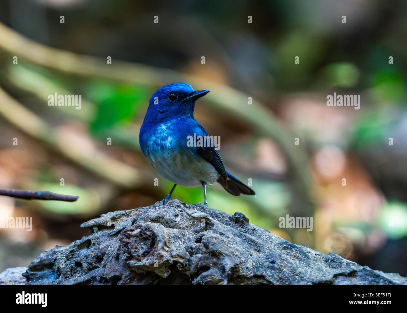 Un mâle Hainan Blue Flycatcher (Cyornis hainanus) cherchant dans la forêt. Vietnam. Banque D'Images