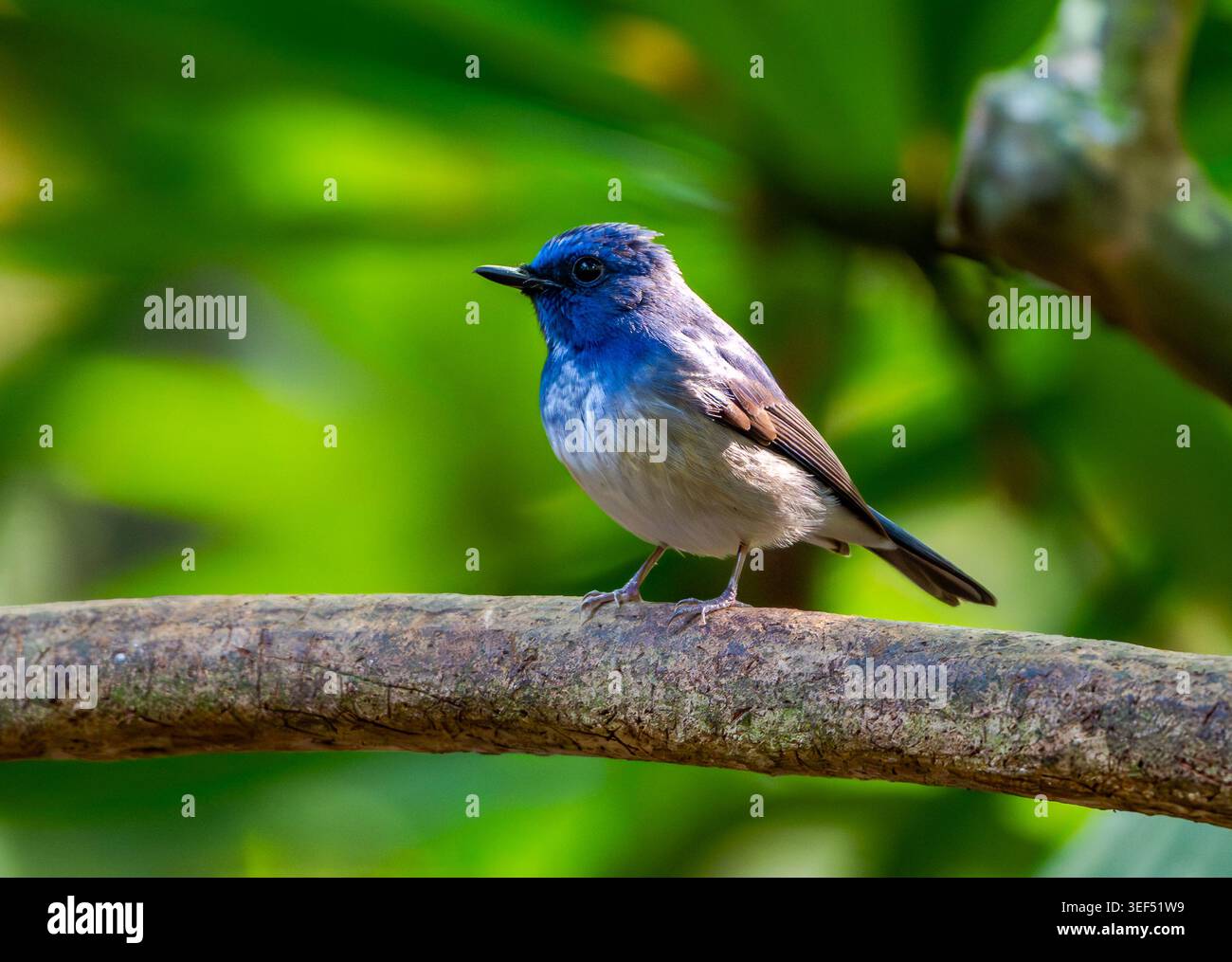 Un mâle Hainan Blue Flycatcher (Cyornis hainanus) perché sur une branche dans la forêt. Vietnam. Banque D'Images