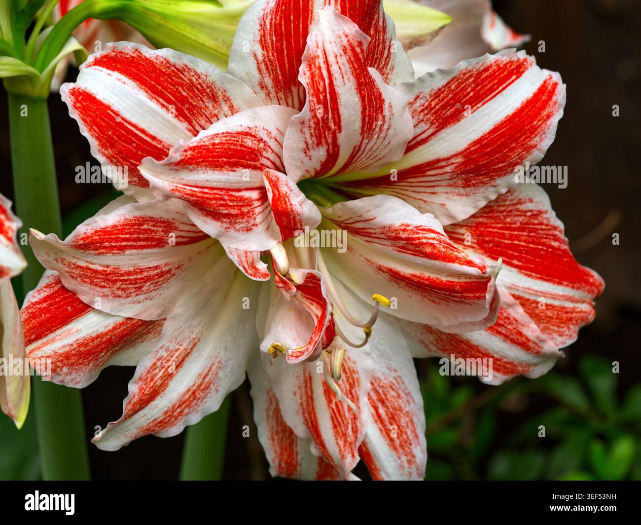 Gros plan d'une fleur d'amaryllis rayée rouge et blanche éclatante (Hippeastrum) en pleine floraison, présentant des pétales et des textures détaillées à la lumière naturelle. Banque D'Images