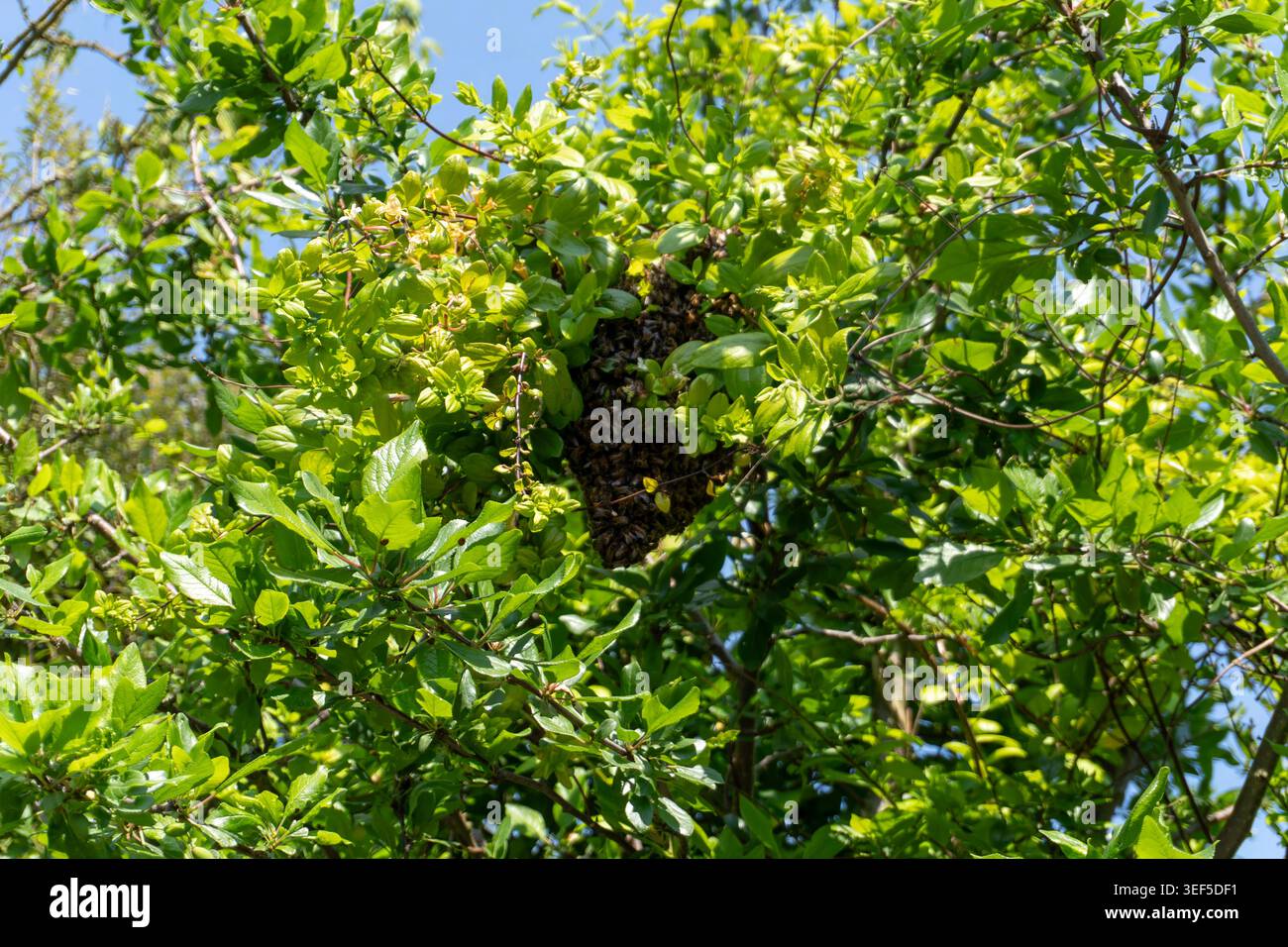 Wild Honey Bee Swarm Clustered in a Green Tree, Suffolk, Royaume-Uni Banque D'Images