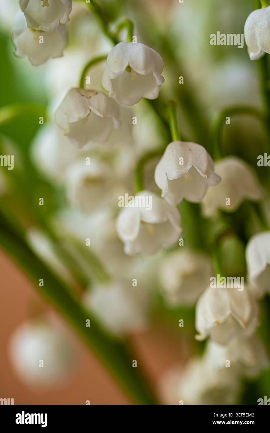 De petites fleurs blanches en forme de cloche de lis de la vallée sont suspendues à de délicates tiges vertes, créant un affichage naturel serein et magnifique sur un fond légèrement flou Banque D'Images