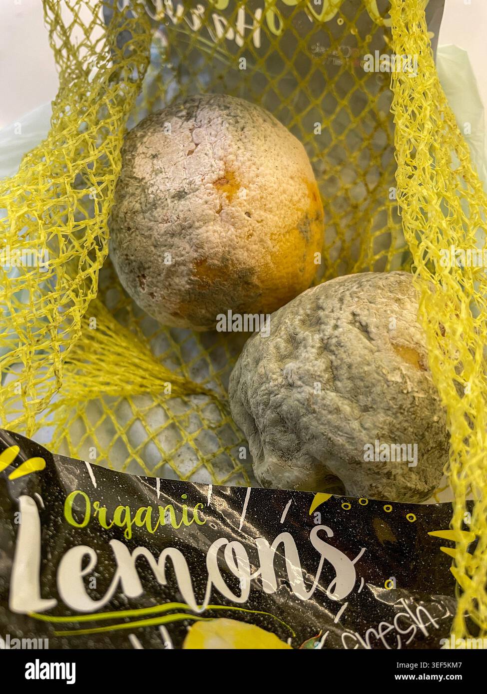 Les citrons biologiques sont presque méconnaissables comme recouverts de moisissures. - Image de stock capturée avec un smartphone