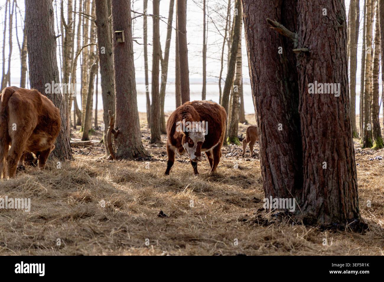 Une vache brune avec des marques blanches debout sur du foin dans une forêt de pins clairsemée, mettant en évidence l'élevage en plein air et la vie agricole rustique. Banque D'Images