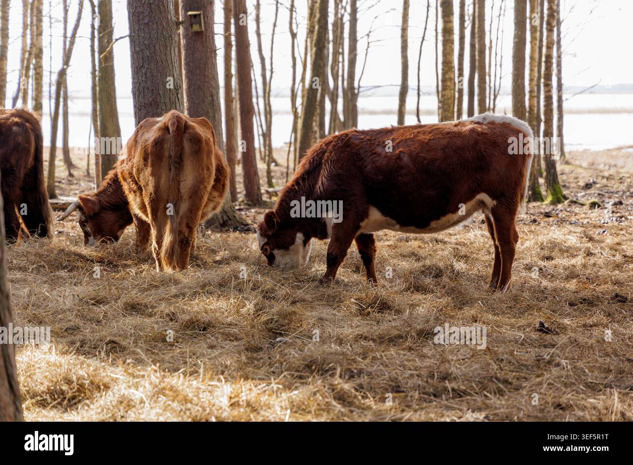 Une vache brune avec des marques blanches sur le visage se dresse parmi les pins mangeant du foin, mettant en valeur les méthodes agricoles traditionnelles dans un environnement naturel. Banque D'Images