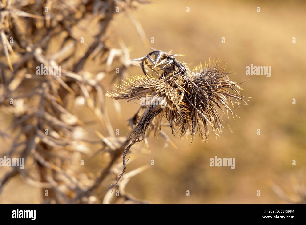 Gros plan extrême d'une branche de chardon séchée avec des épines pointues et des têtes de graines, mettant en évidence les motifs naturels et les textures en plein soleil. Banque D'Images