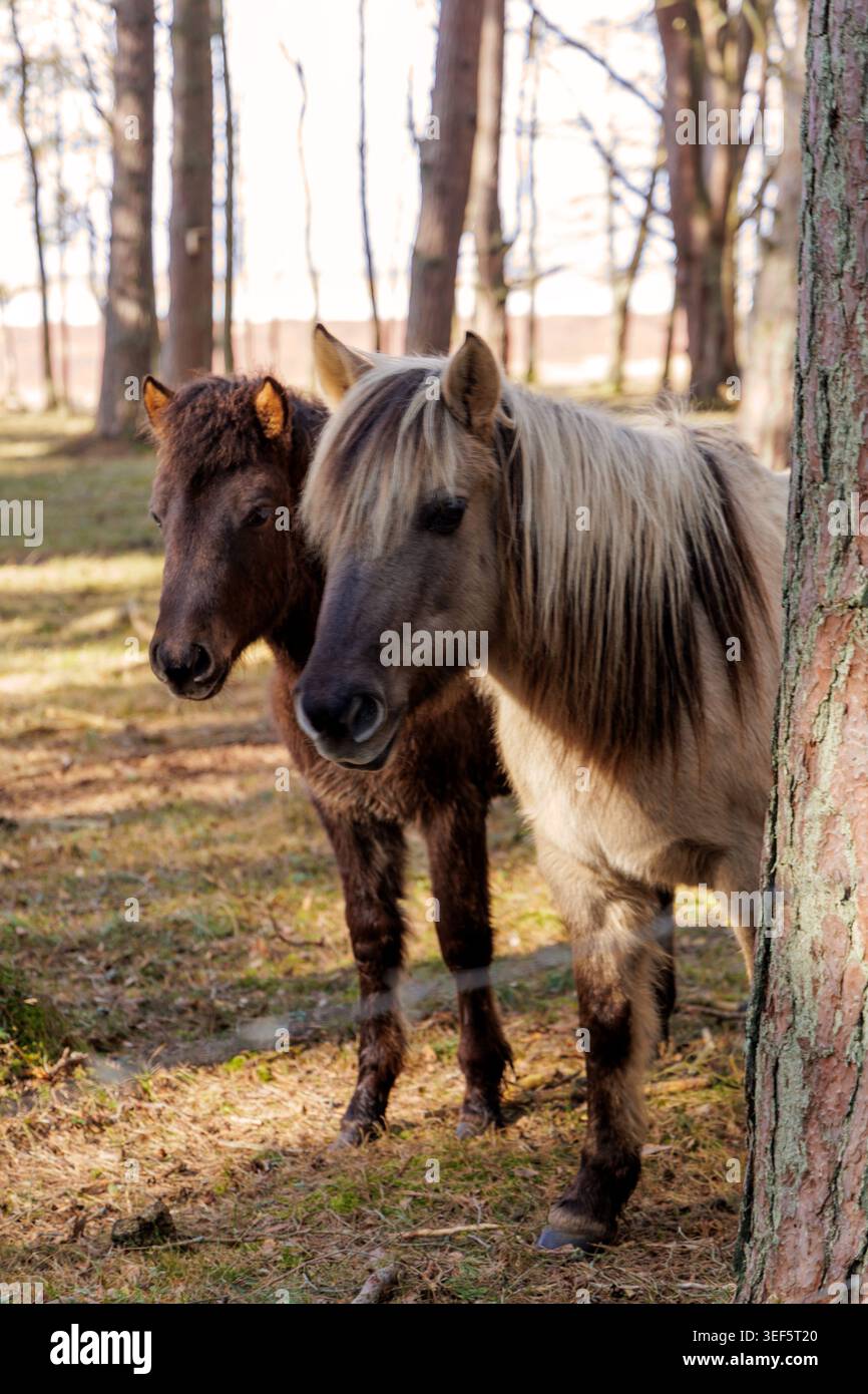 Un cheval gris avec une longue crinière debout au premier plan avec son compagnon brun foncé derrière lui dans une zone boisée ensoleillée. Banque D'Images