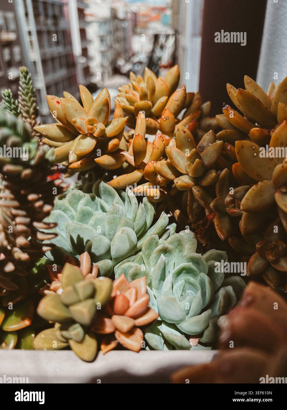 Succulentes colorées sur un balcon ouvert avec vue sur la ville, composition botanique rapprochée avec des feuilles de rosette, des tons chauds et de la lumière naturelle Banque D'Images