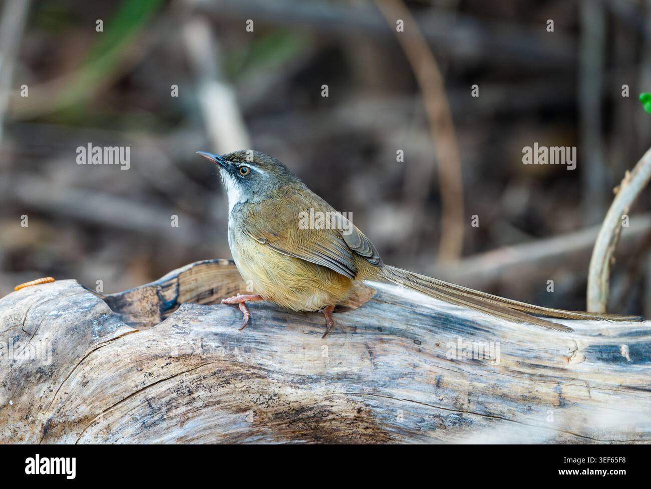 Une colline Prinia (Prinia superciliaris) perchée sur un arbre. Vietnam. Banque D'Images