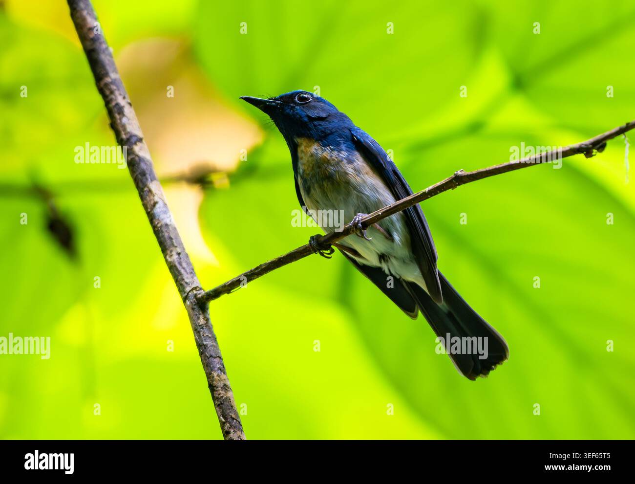 Un catcher bleu Hainan (Cyornis hainanus) perché sur une branche dans la forêt. Vietnam. Banque D'Images