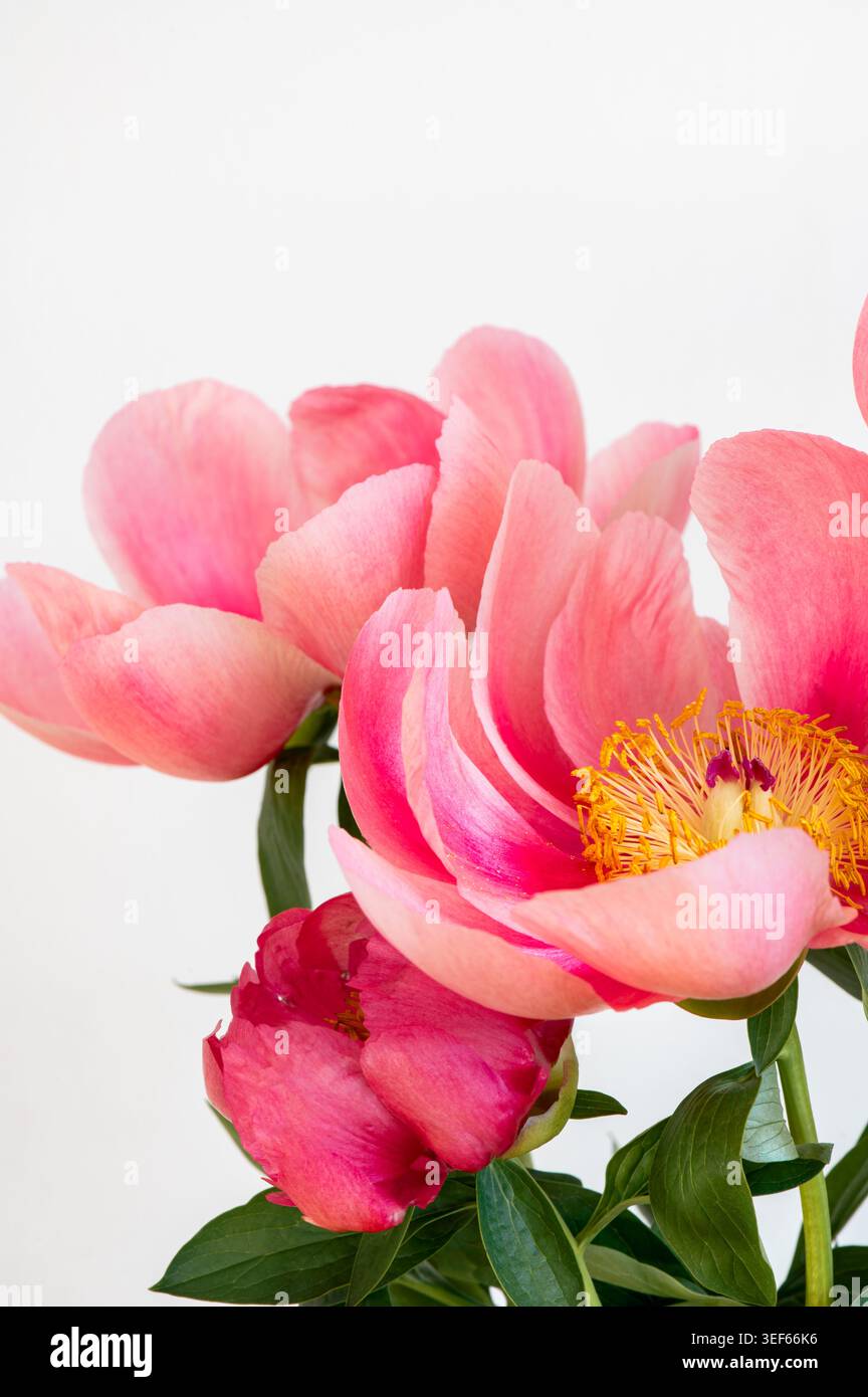 Incroyable pivoine rose chinoise Banque D'Images