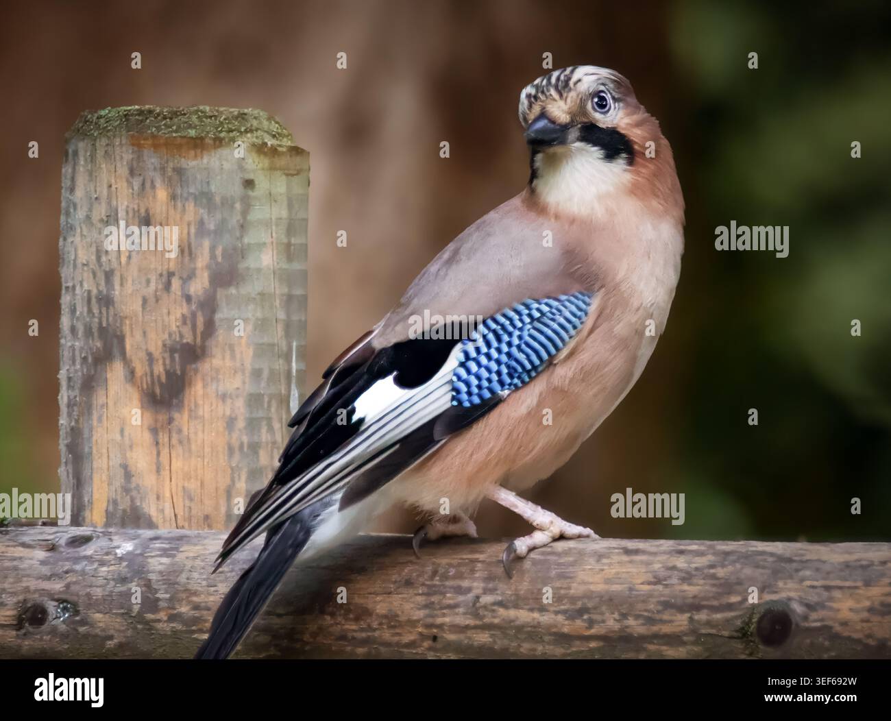 Un Jay eurasien regarde autour de lui Banque D'Images
