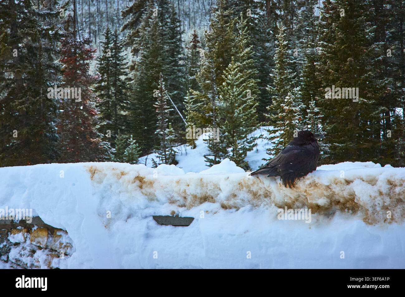 Raven perché sur Snowy Ledge dans Winter Forest avec Falling Snow Banque D'Images