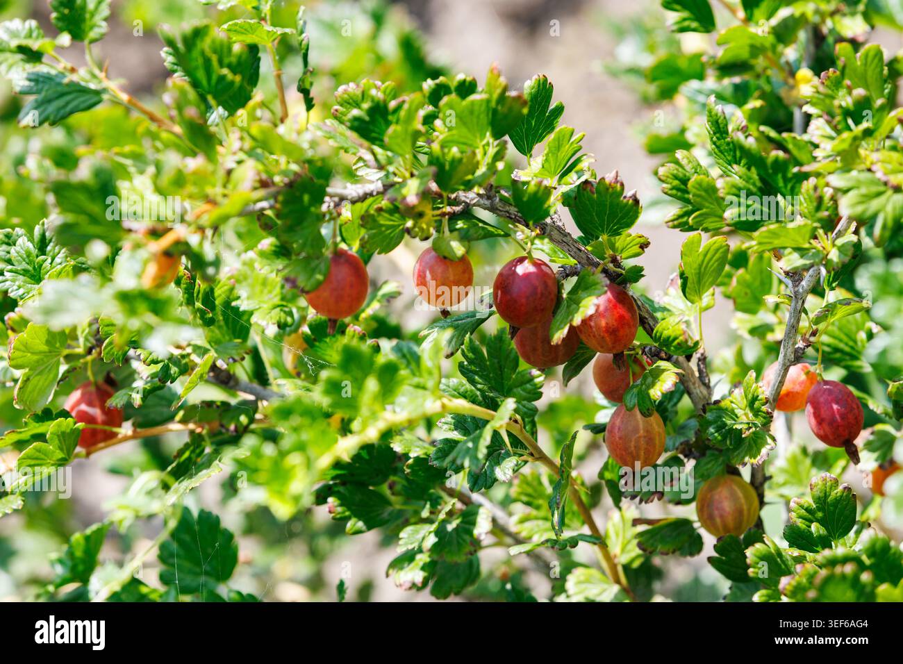 Groseilles rouges mûres poussant sur Branch dans Sunny Garden vue horizontale Banque D'Images