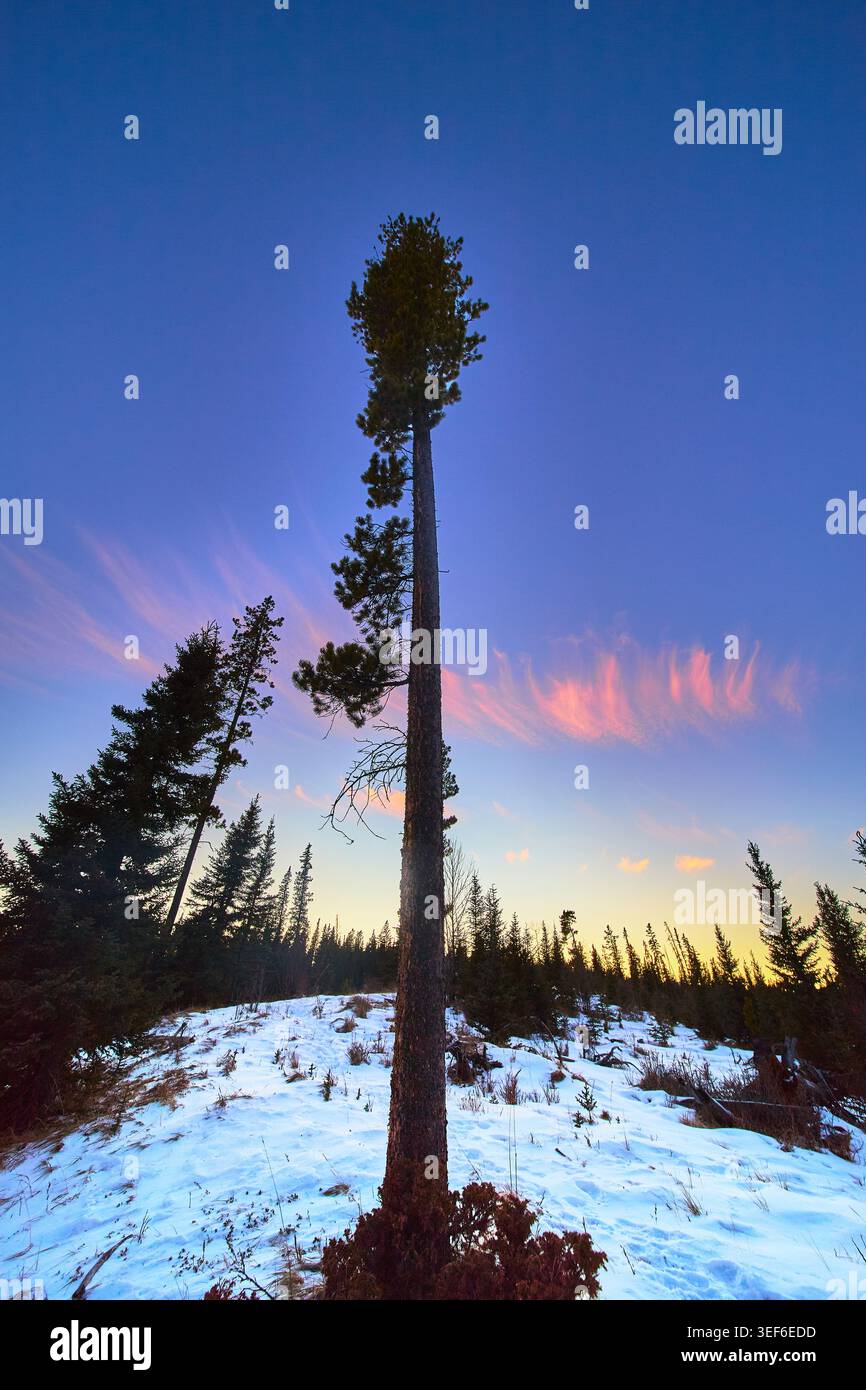 Grand PIN d'hiver au coucher du soleil avec forêt couverte de neige et ciel coloré Banque D'Images