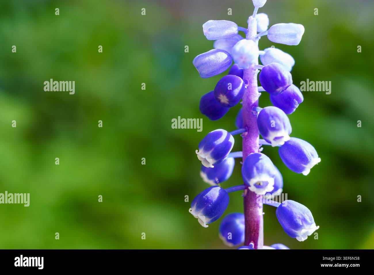 Une fleur violette se dresse haute dans un jardin au printemps. Ses pétales sont brillants et frappants sur fond vert. Banque D'Images