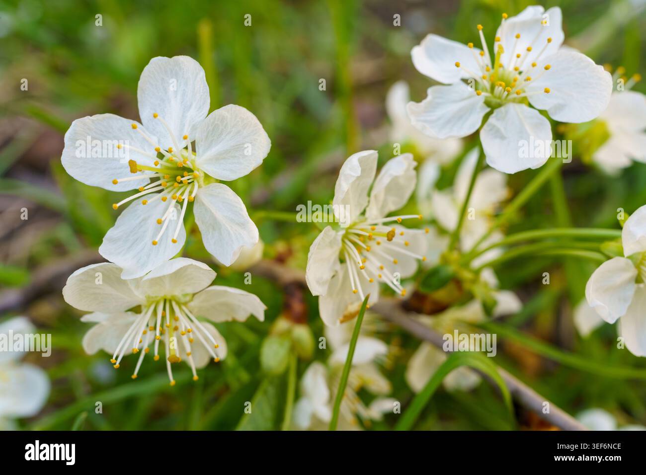 Les cerisiers fleurissent au printemps dans un parc local dans la lumière de l'après-midi Banque D'Images