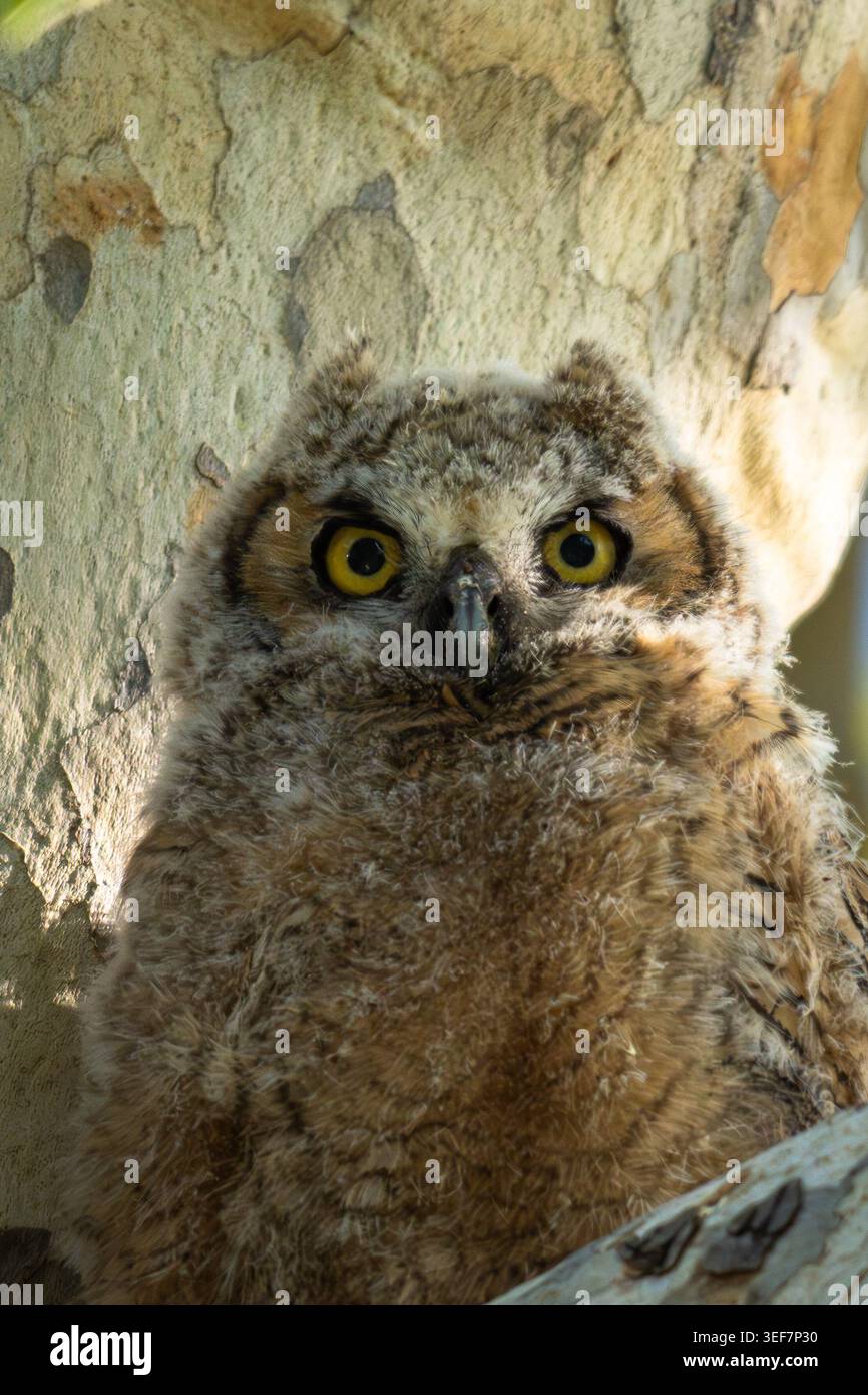 Jeune Grand hibou à cornes Banque D'Images