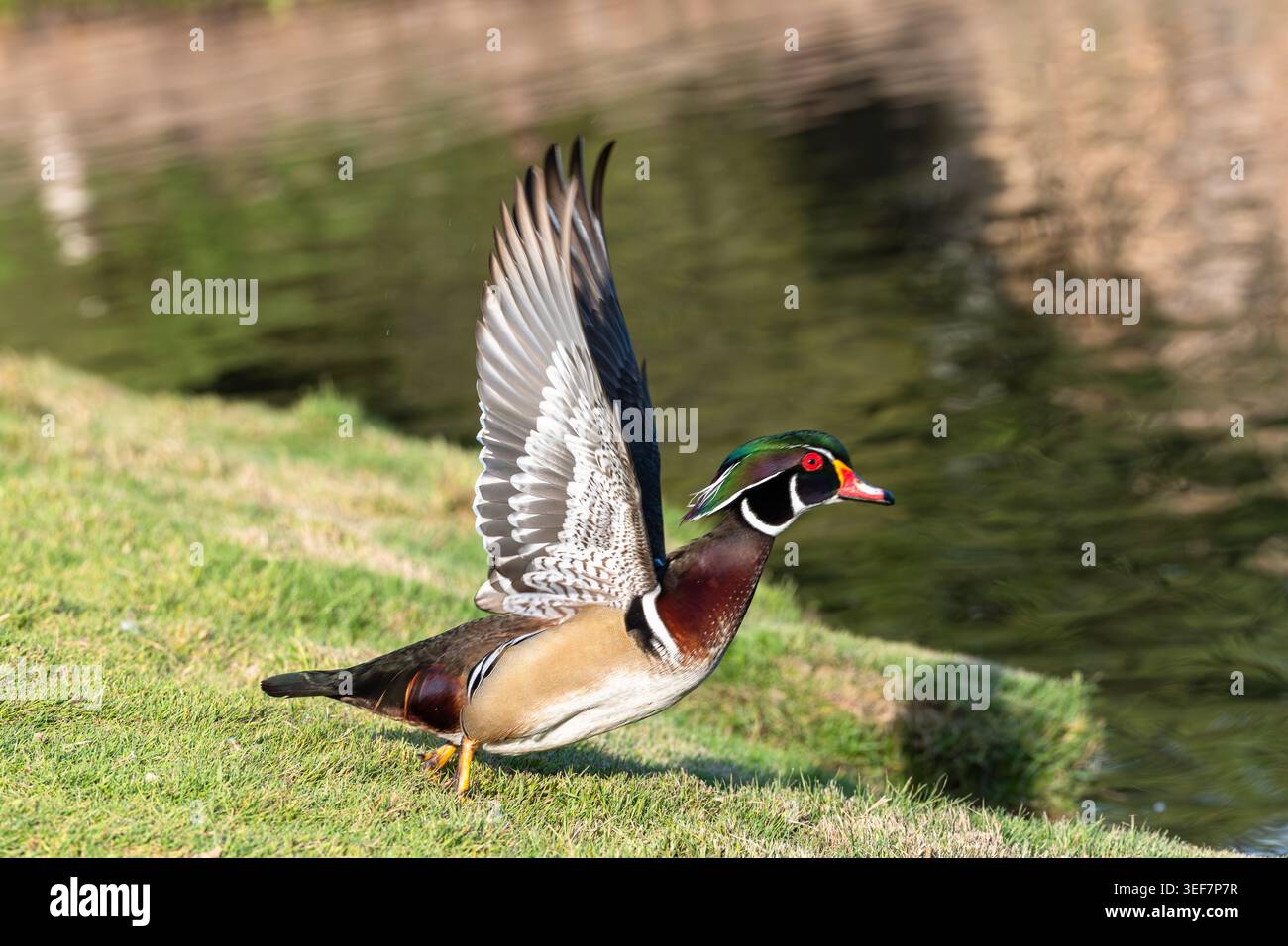 Canard en bois mâle avec ailes vers le haut Banque D'Images