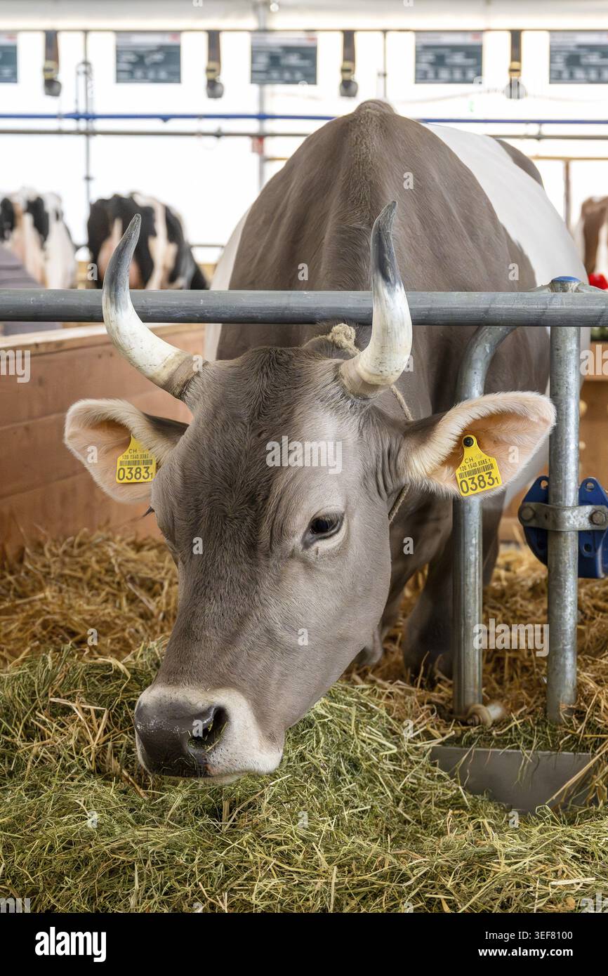 Vache brune originale avec cornes, Berne, Suisse Banque D'Images