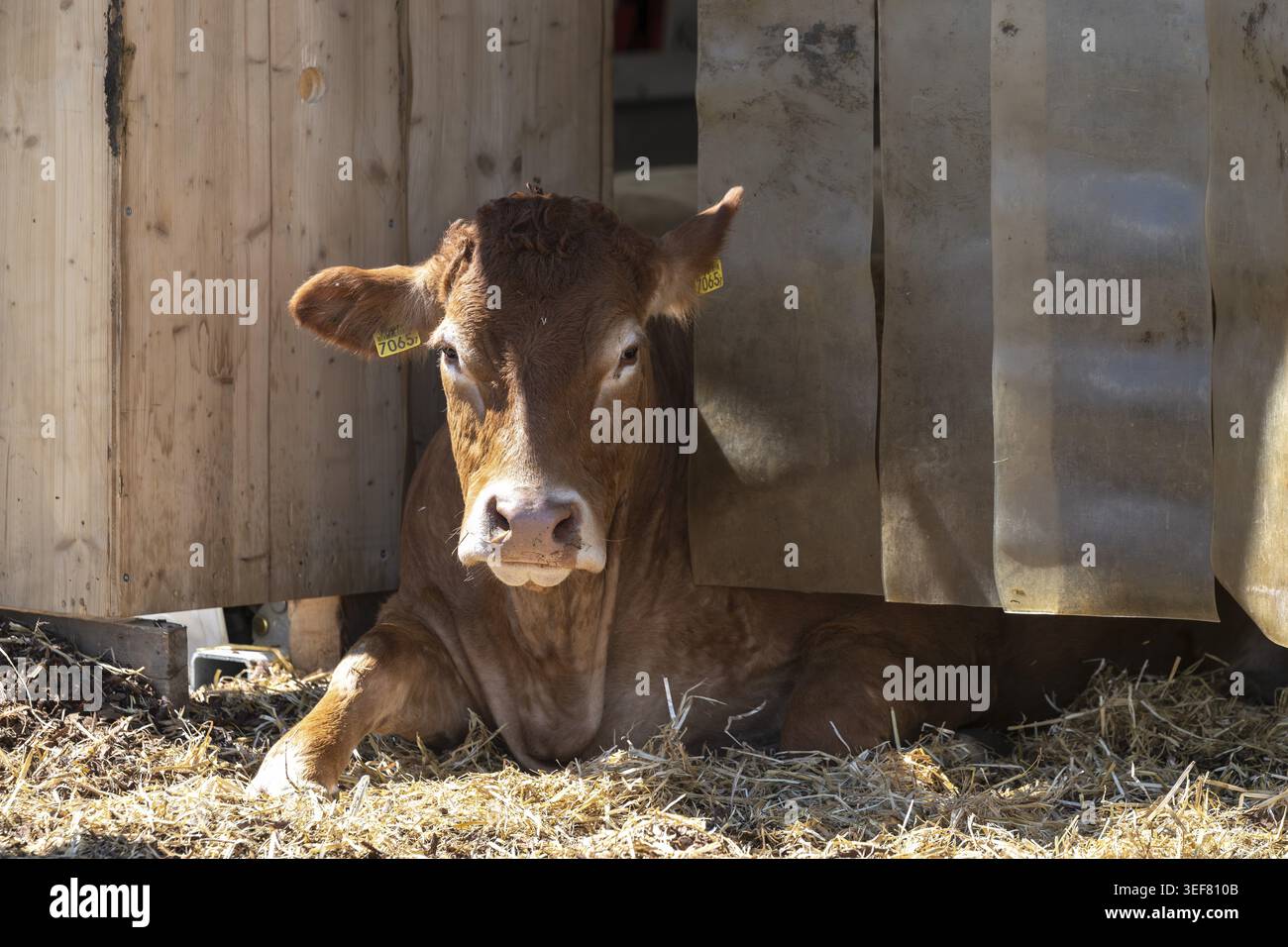 Boeuf Limousin, Berne, Suisse Banque D'Images