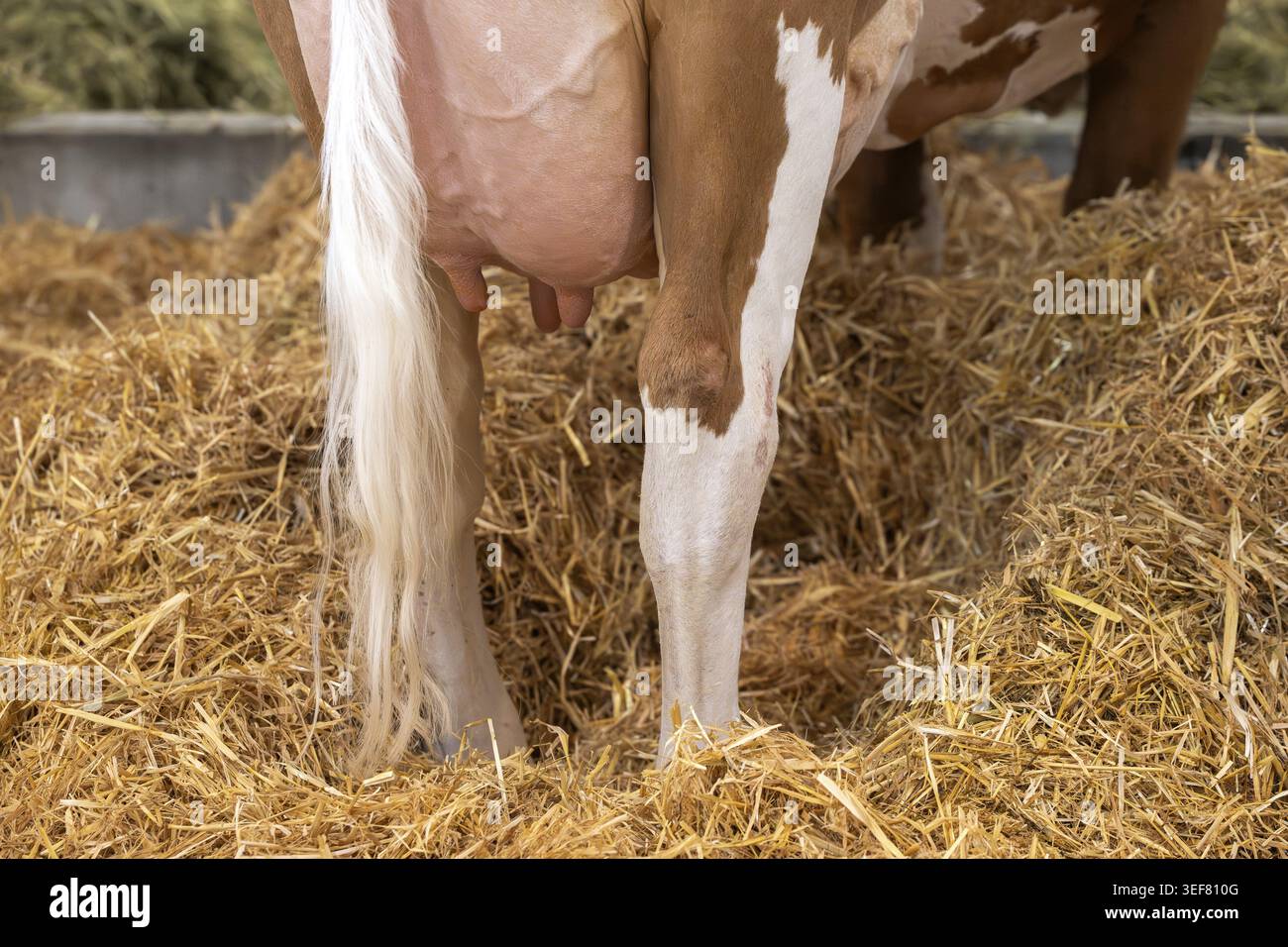 Vache laitière suisse Fleckvieh Uder, Berne, Suisse Banque D'Images