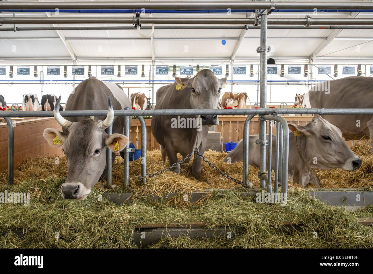 Vaches laitières originales de Braunvieh avec et sans cornes, Berne, Suisse Banque D'Images