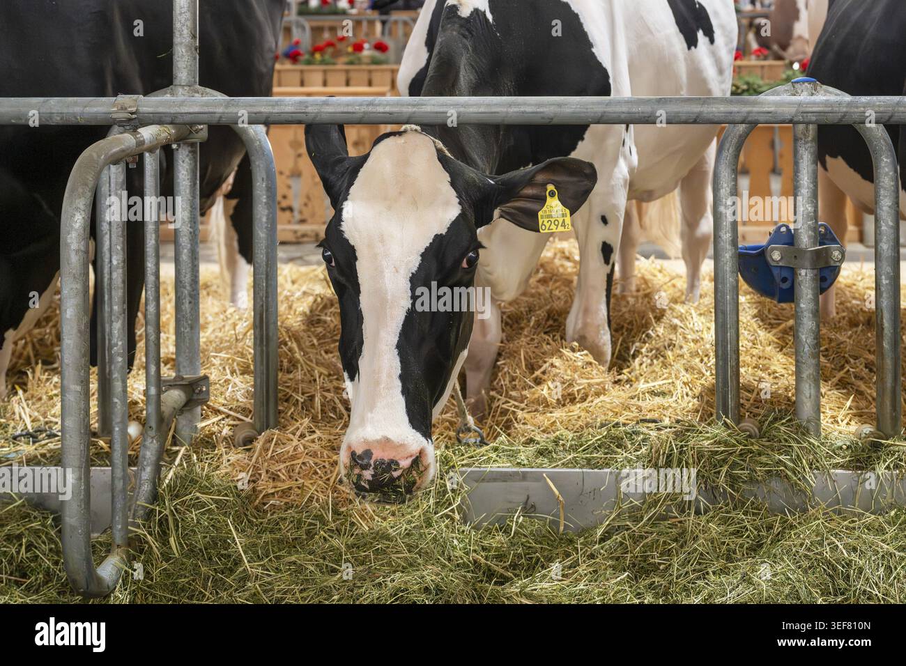 Vache laitière Holstein, Berne, Suisse Banque D'Images