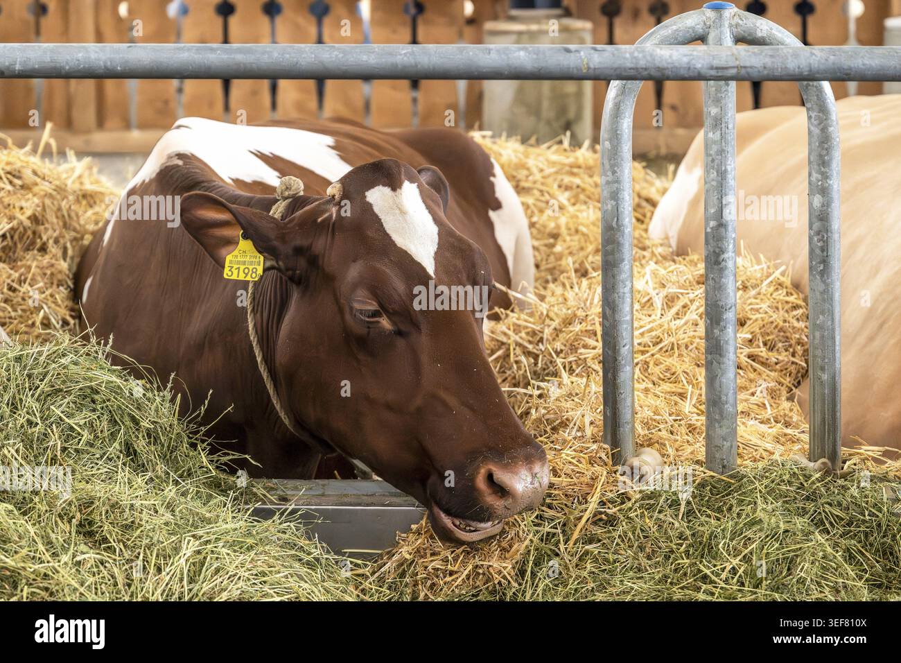 Vache laitière suisse Fleckvieh, Berne, Suisse Banque D'Images