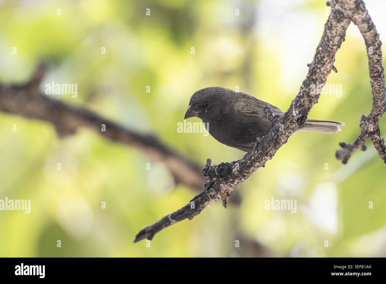 Face noire (Melanospiza bicolor), Curaçao Banque D'Images