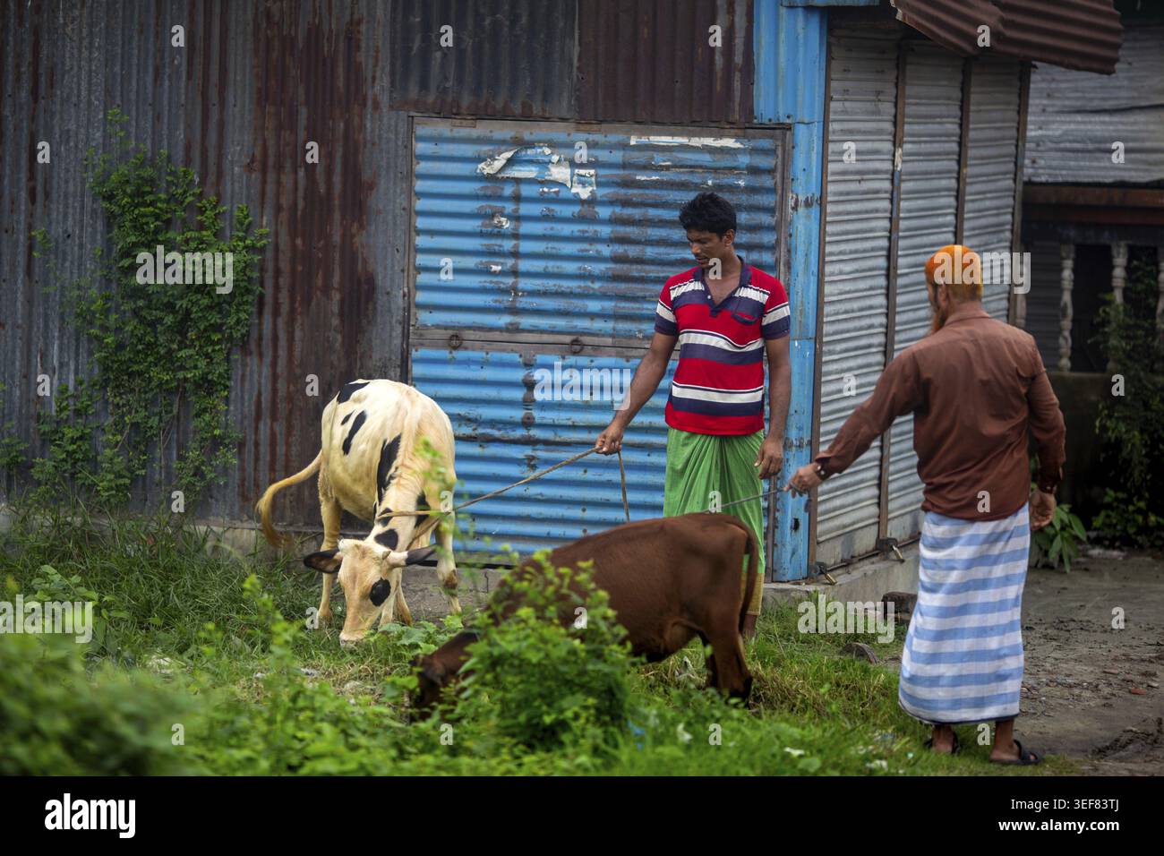 Deux agriculteurs bangladais avec leurs vaches, veaux, bétail, à la campagne, la vie rurale, harmonie des couleurs, Asie du Sud Banque D'Images