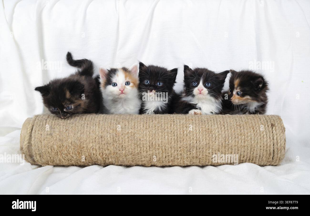 Cinq chatons mignons et gratter post sur fond de feuille blanche Banque D'Images